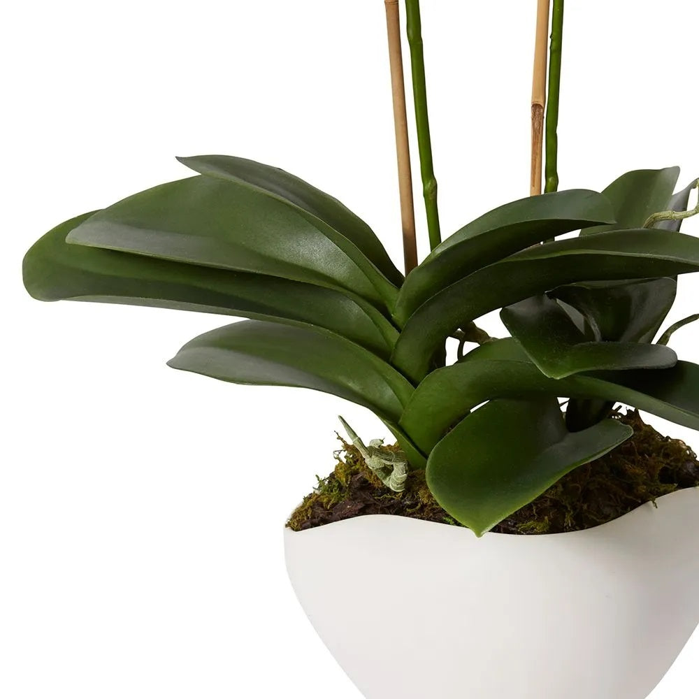 61cm Orchid in White Pot