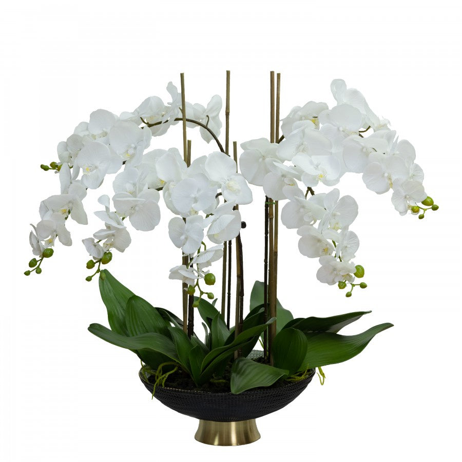70cm Orchid in Black & Gold Checked Pot